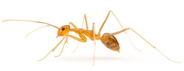 Tawny (Rasberry) Crazy Ant, Nylanderia fulva - Urban and Structural  Entomology Program at Texas A&M University