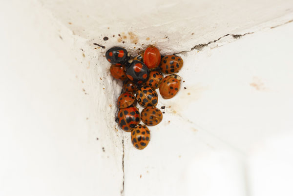 Ladybugs - Pest Control