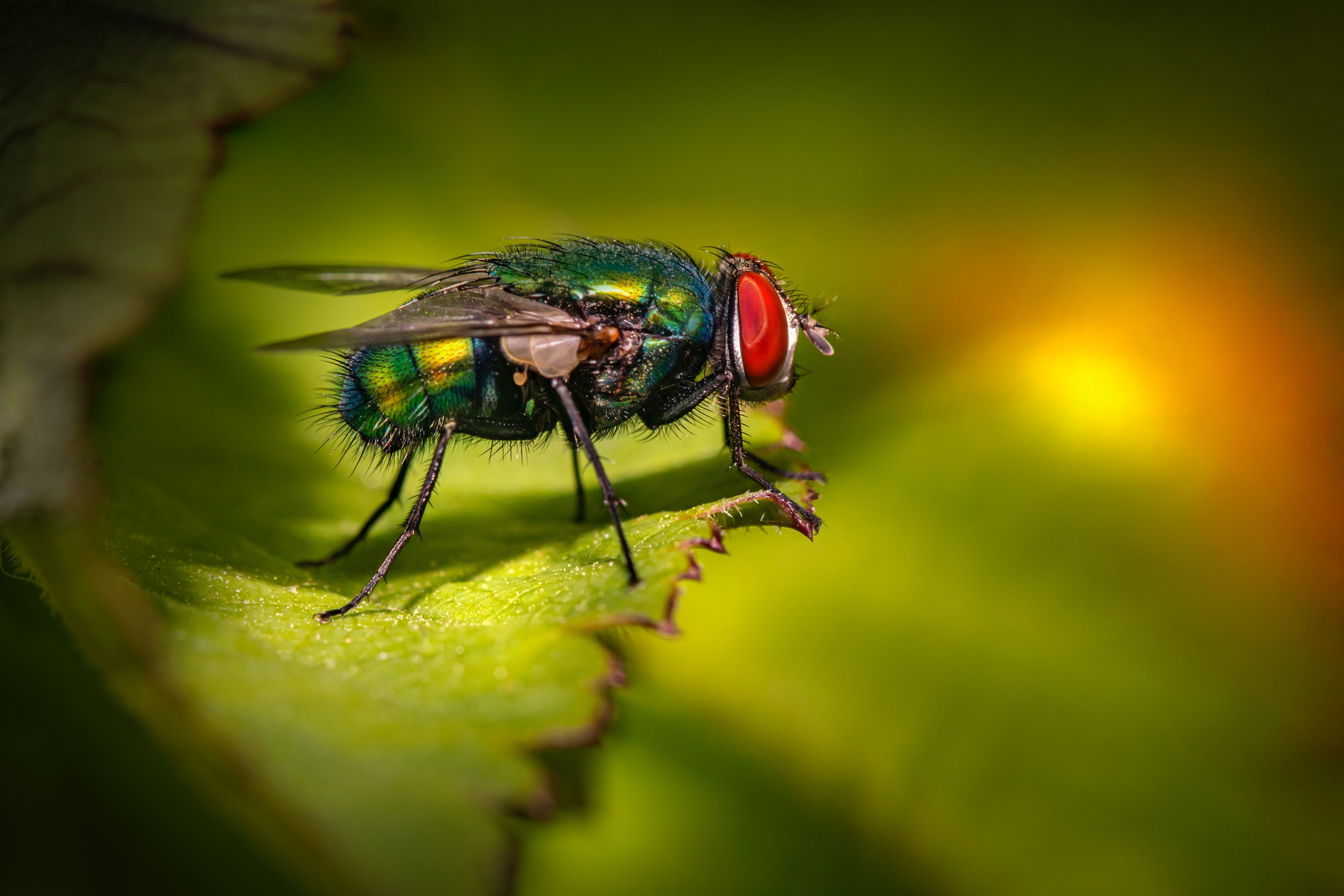 blowfly insect