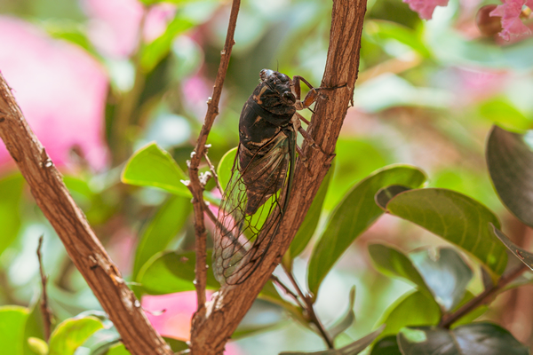 A Firefly Expert Illuminates the Insect's Upcoming Season