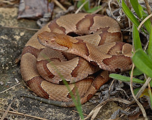 copperhead den