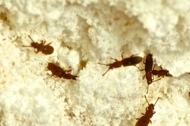 Tawny (Rasberry) Crazy Ant, Nylanderia fulva - Urban and Structural  Entomology Program at Texas A&M University