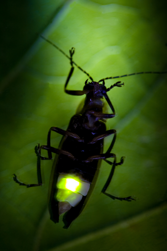 A Firefly Expert Illuminates the Insect's Upcoming Season