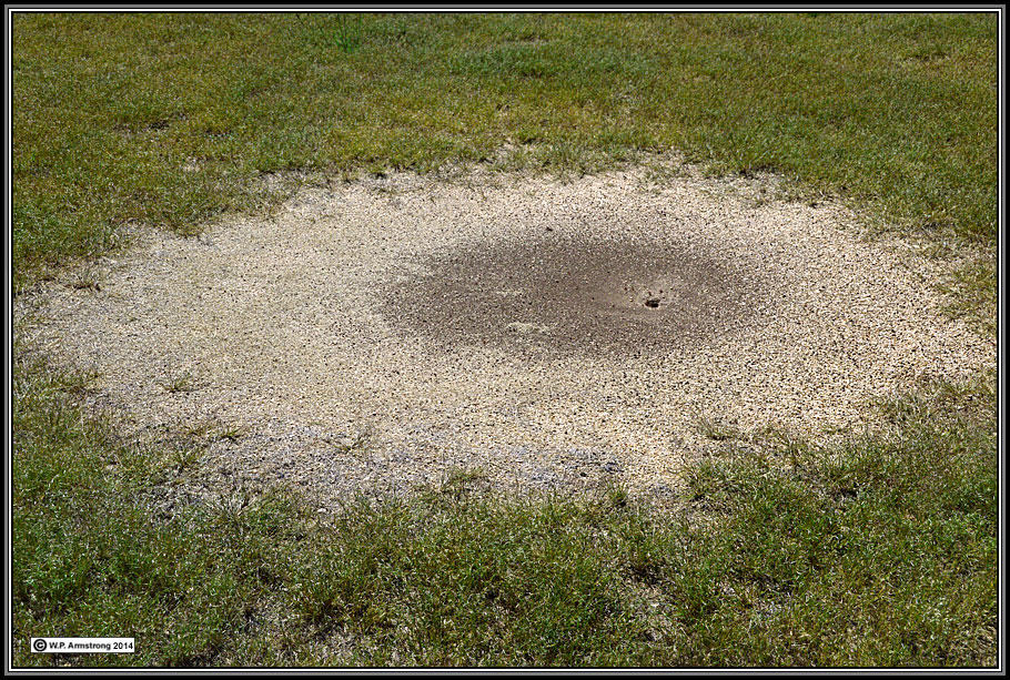 harvester ant nest