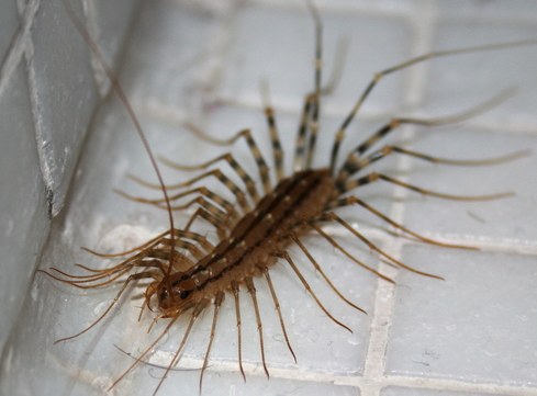 Why has my home been overrun by pantry moths and how do I get rid of them?  An expert explains - ABC News