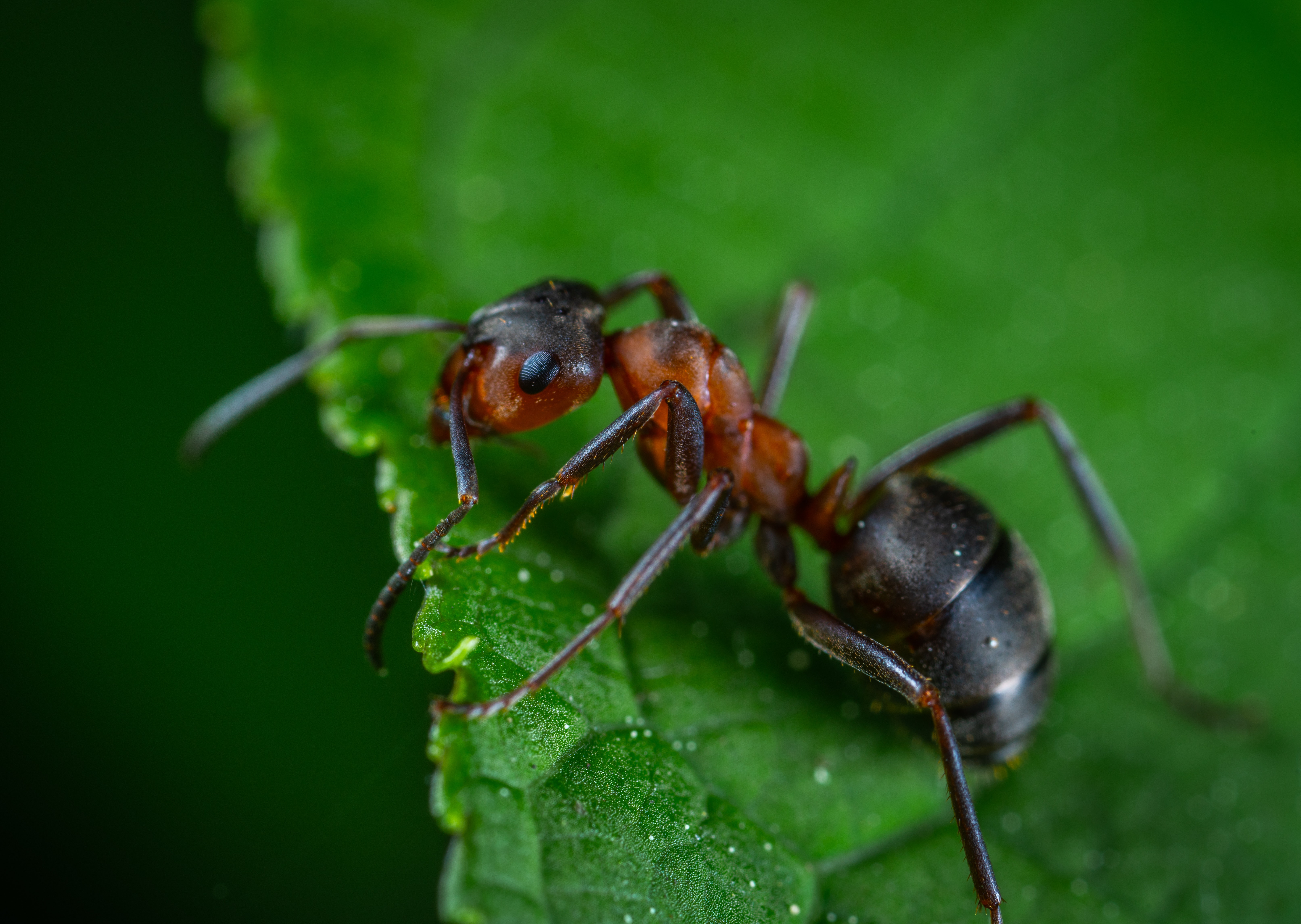 A Firefly Expert Illuminates the Insect's Upcoming Season