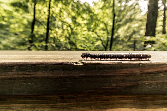 Mud Daubers  Texas Apiary Inspection Service (TAIS)