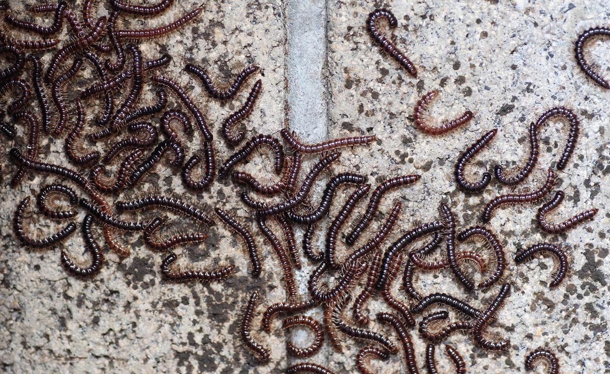 Mud Daubers  Texas Apiary Inspection Service (TAIS)