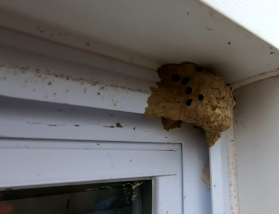 Mud Daubers  University of Maryland Extension