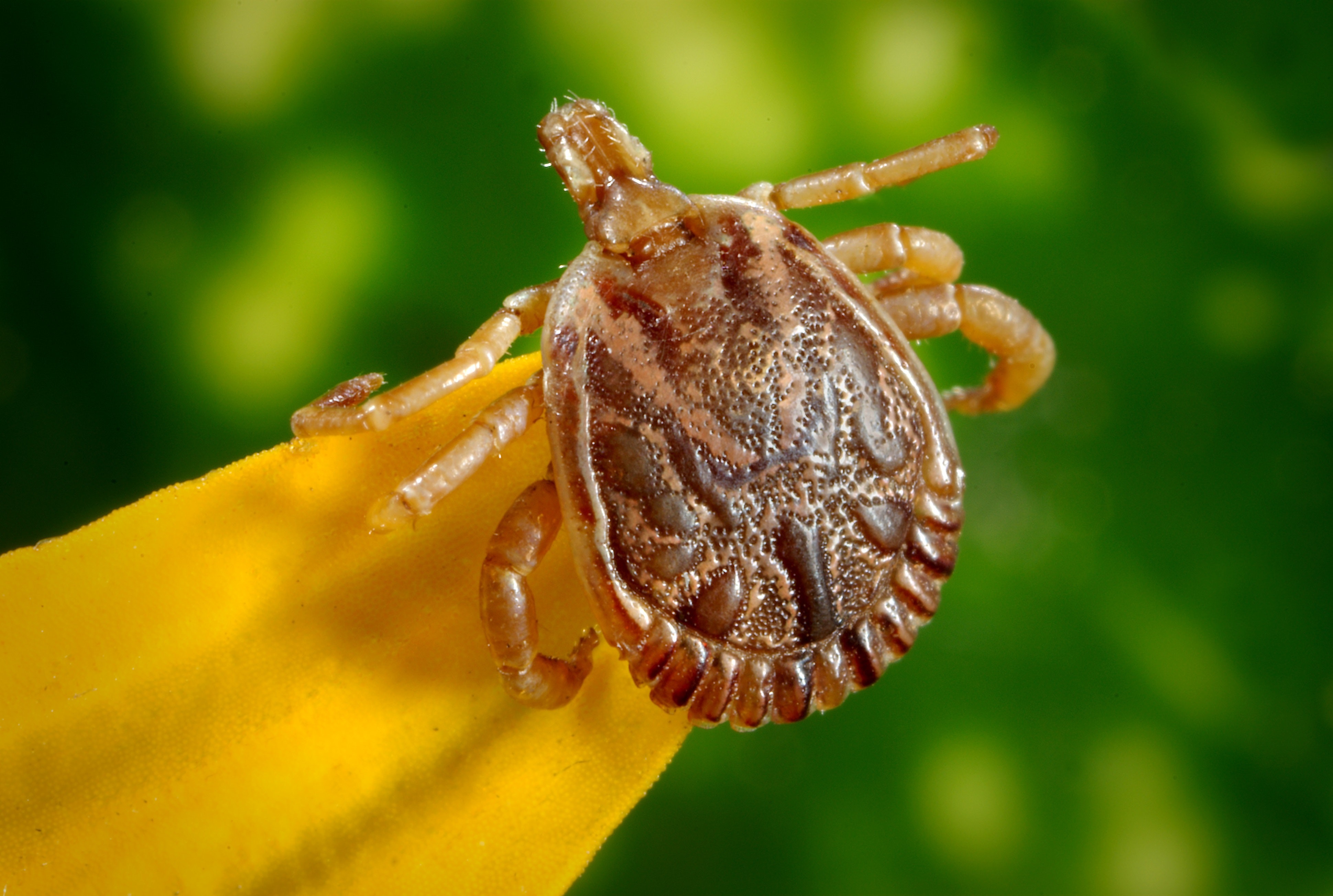 Mud Daubers  Texas Apiary Inspection Service (TAIS)