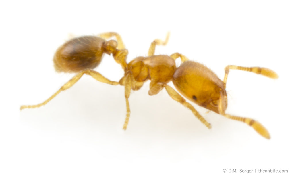 pharaoh ant