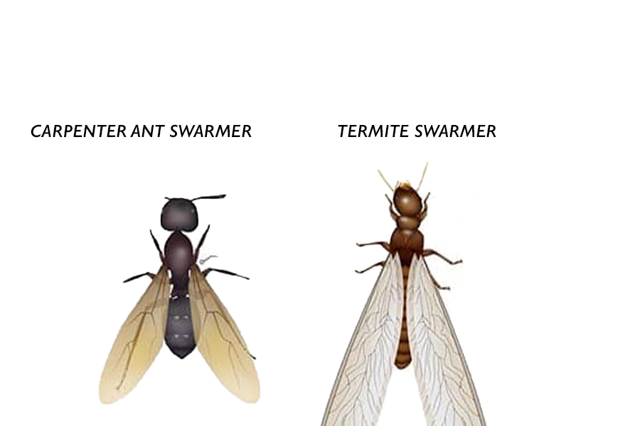 termites vs carpenter ants