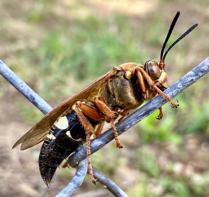 Mud Daubers  Texas Apiary Inspection Service (TAIS)