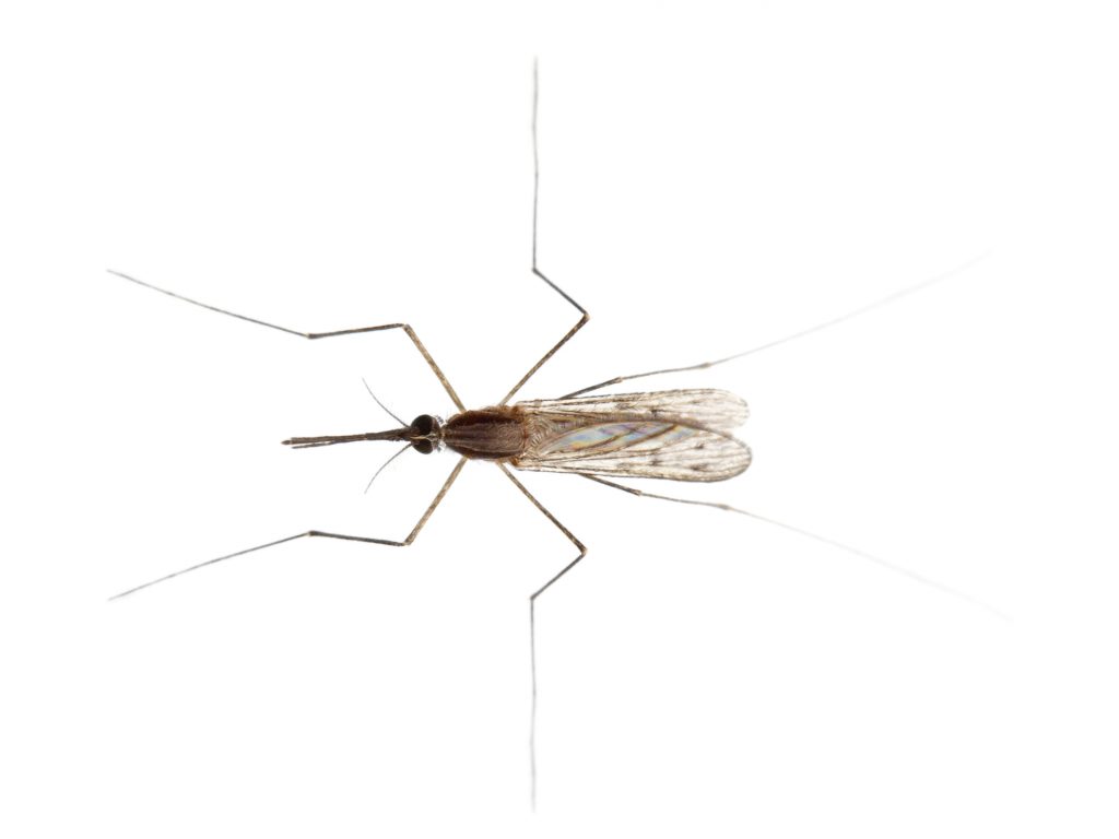 Blog - Pest Control To Get Rid Of Gnats In The Triangle Region