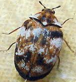 Carpet Beetle Conundrum