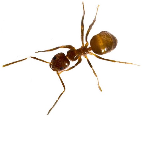 https://thebugdude.com/wp-content/uploads/tawny-crazy-ants.jpg